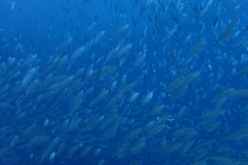 セブダイビング