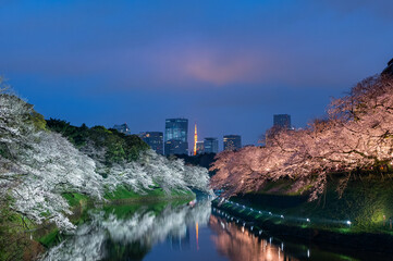 東京都千代田区九段の千鳥ヶ淵のライトアップされた桜