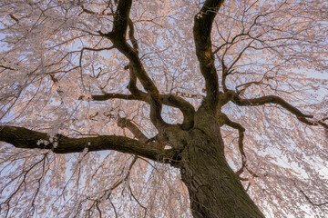 weeping willow tree white flowers in the spring, 