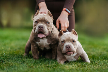 Two american bully puppies with collars and chains stand on the grass and look at the camera