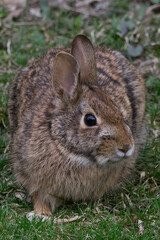 Bunny in the grass.