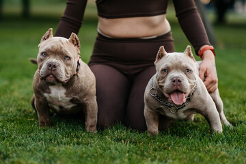 Two american bully puppies with collars and chains stand on the grass and look at the camera