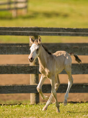 Obraz premium buckskin colored foal filly colt baby horse running free in field grass pasture or paddock with safe wood board fencing in background vertical image room for type safe fencing for foals cute animal 