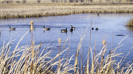 Group Of Canada Geese Swimming In Pond Surrounded By Cattails At The Monte Vista Wildlife Refuge in Colorado.