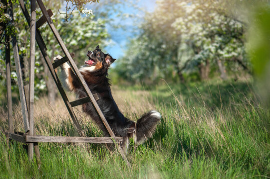 Australian Shepherd Dog leaning on the wooden ladder in the garden