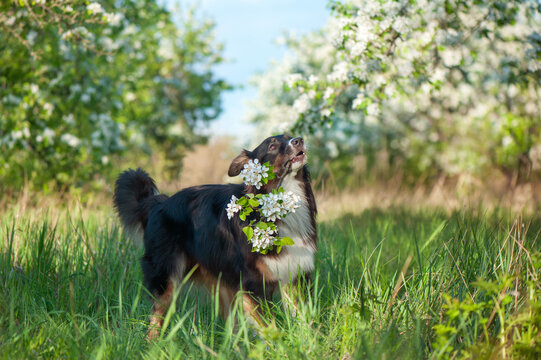 Ful llength picture of the dog holding the blooming tree branch