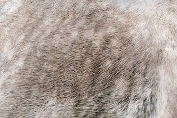 The texture of a grey spotted horse animal coat. Grey and white hair horse skin - real genuine...
