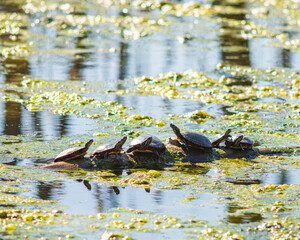 turtles in a pond