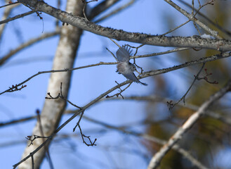 Small bird flying