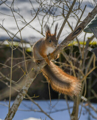 Naklejka na ściany i meble Red squirrel alias Sciurus vulgaris being agile and cute in the garden in winter