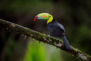 toucan on a branch