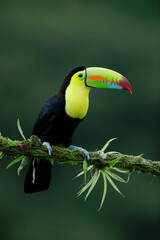 toucan on a branch
