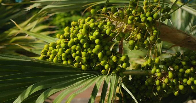 Close-up of green betel nut on Areca palm tree swaying in the wind.