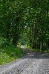 緑に包まれた砂利道
