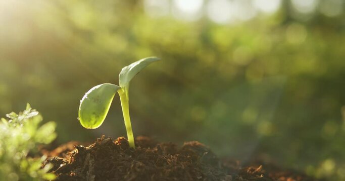 Small sapling plant sprouting in dirt, growing and thriving in rays of sunlight.