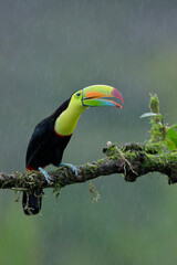 toucan in the jungle