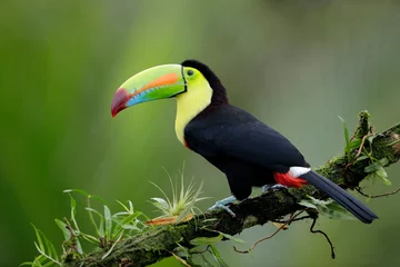 Foto auf Acrylglas toucan on a branch © Juan Carlos Vindas