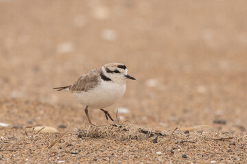 Snowy plover on beach