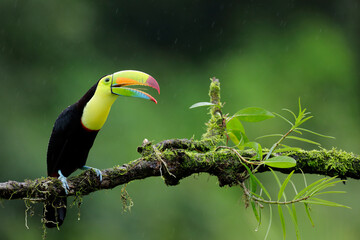 toucan on a branch