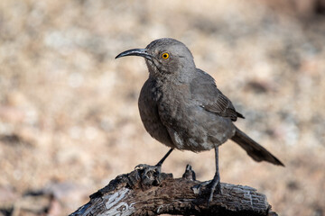 Curve-billed thrasher on fallen log