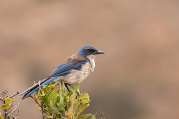 Island scrub jay on top of bush