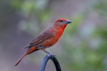 Hepatic tanager on perch