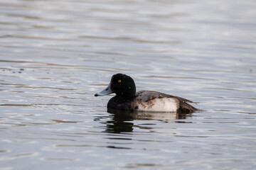 Lesser scaup in lake