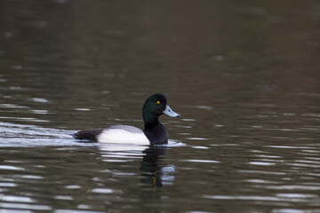 Greater scaup in lake