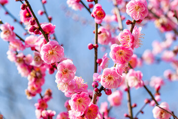 Close-up of pink plum blossoms blooming in the forest in early spring.