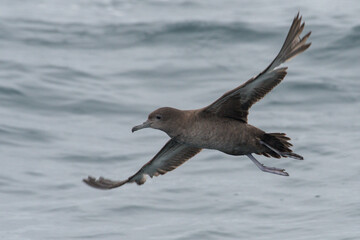 Sooty shearwater flying