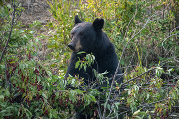 Fototapeta na wymiar Black bear foraging 