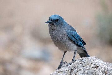 Mexican scrub jay on rock
