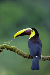 Yellow-throated Toucan perching on branch