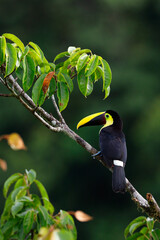 Yellow-throated Toucan perching on branch