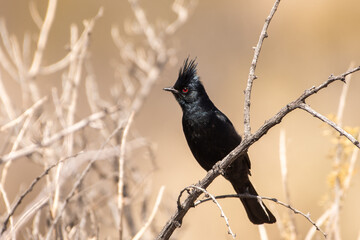 Phainopepla on perch 