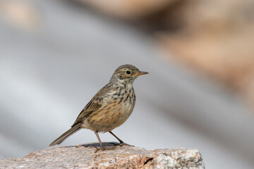 American pipit on mountain 
