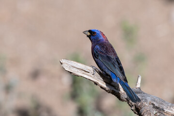 Varied bunting on perch