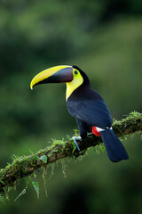 Yellow-throated Toucan perching on branch