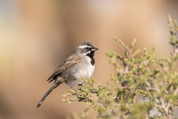 Black-throated sparrow on top of bush