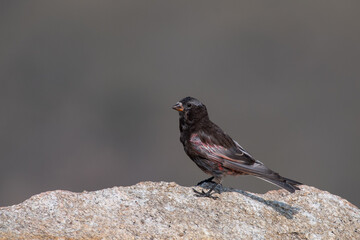 Black rosy-finch on rock