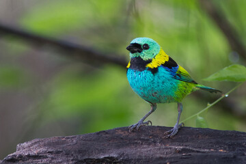 blue and yellow macaw