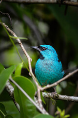 blue bird on a branch