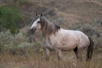 Obraz premium American mustang stallion 