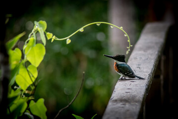 hummingbird on a branch