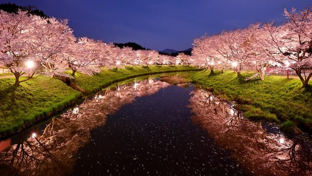 夜桜と花筏のタイムラプス動画
