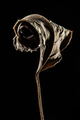 dried rose petals