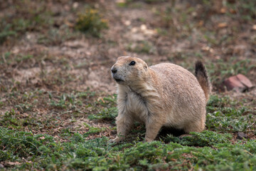 Black-tailed prairie dog