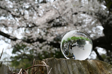 ガラスの地球儀と桜　glass globe and cherry blossoms	