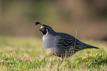 California quail in field