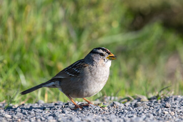 White-crowned sparrow